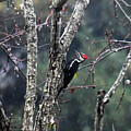 Pileated Woodpecker in the Rain